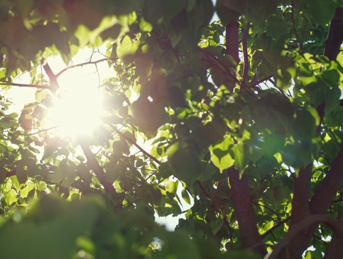 We are committed to providing lighting solutions that are not only beautiful and functional, but also environmentally friendly
